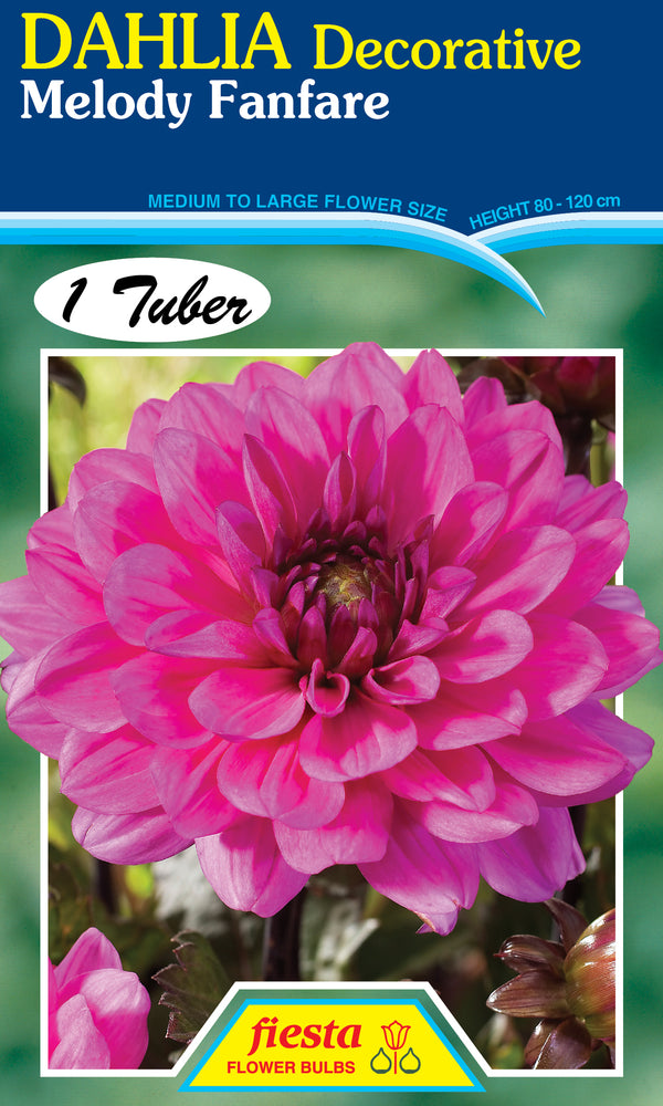DAHLIA 'Melody Fanfare'