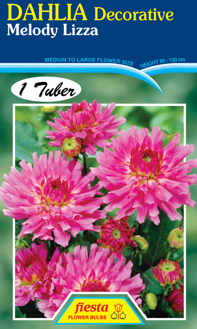 DAHLIA 'Melody Lizza'