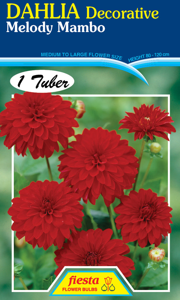 DAHLIA 'Melody Mambo'