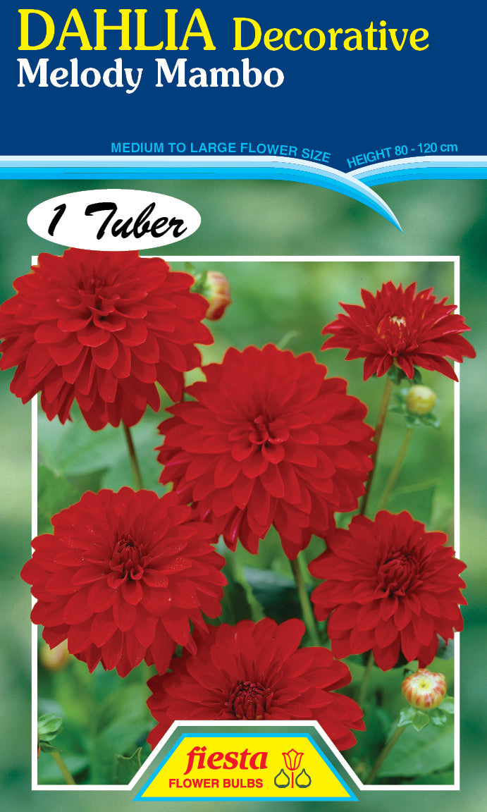 DAHLIA 'Melody Mambo'