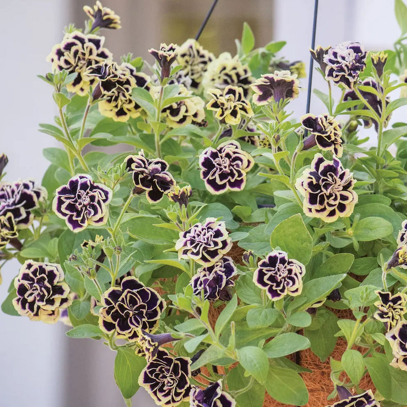 Petunia Midnight Gold