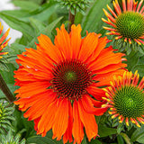 Echinacea | Sunseeker | Mineola