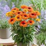 Echinacea | Sunseeker | Mineola