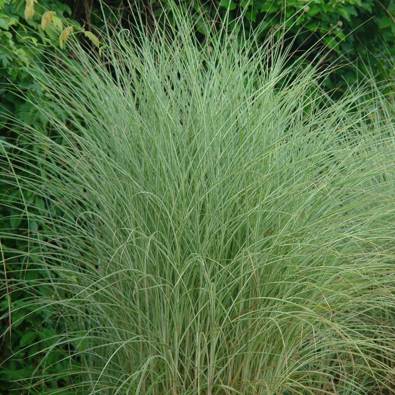 Miscanthus S. Morning Light