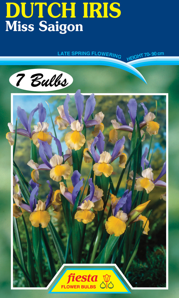 Dutch Iris Miss Saigon