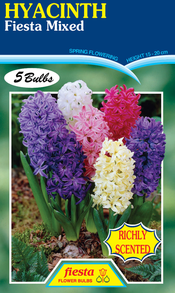 Hyacinth Mix 5 pack