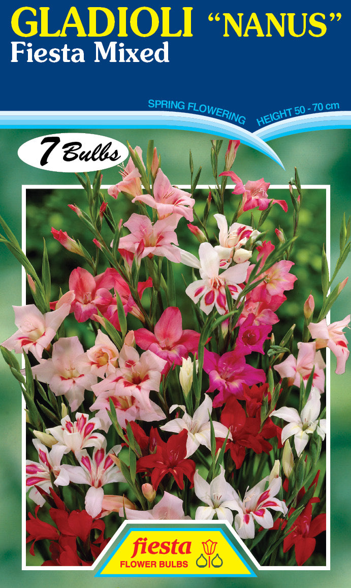 Gladioli Nanus MIx