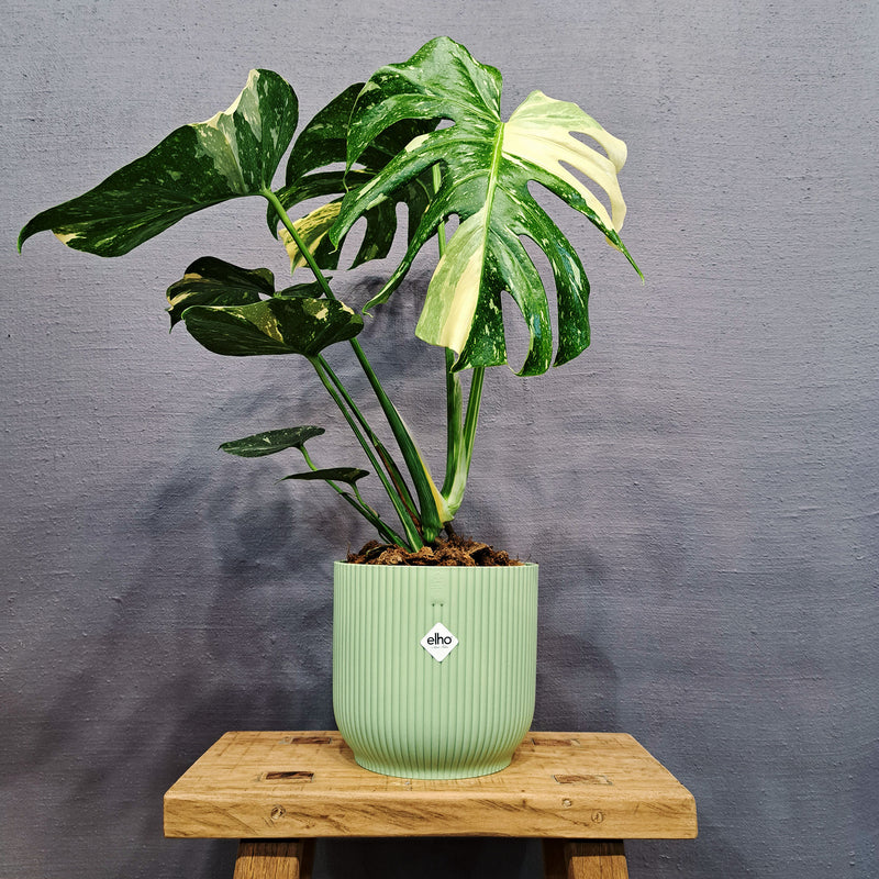 Monstera 'Thai Constellation'