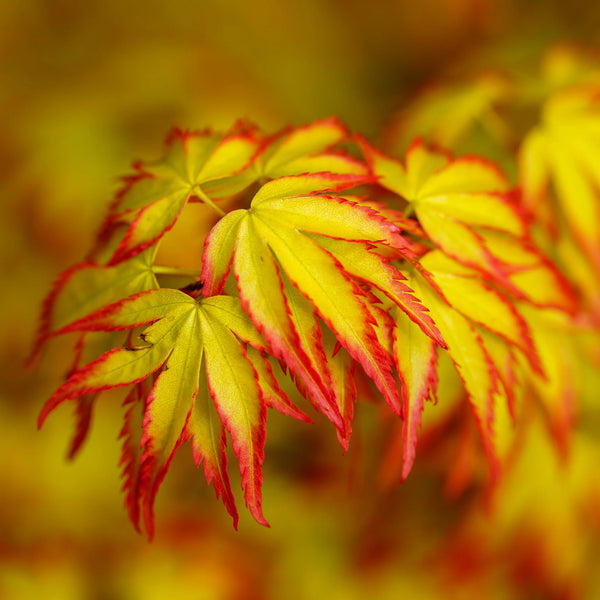 ACER 'MURASAKI KYOHIME’