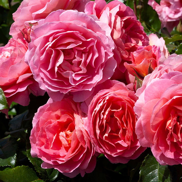 Rose My Daughter