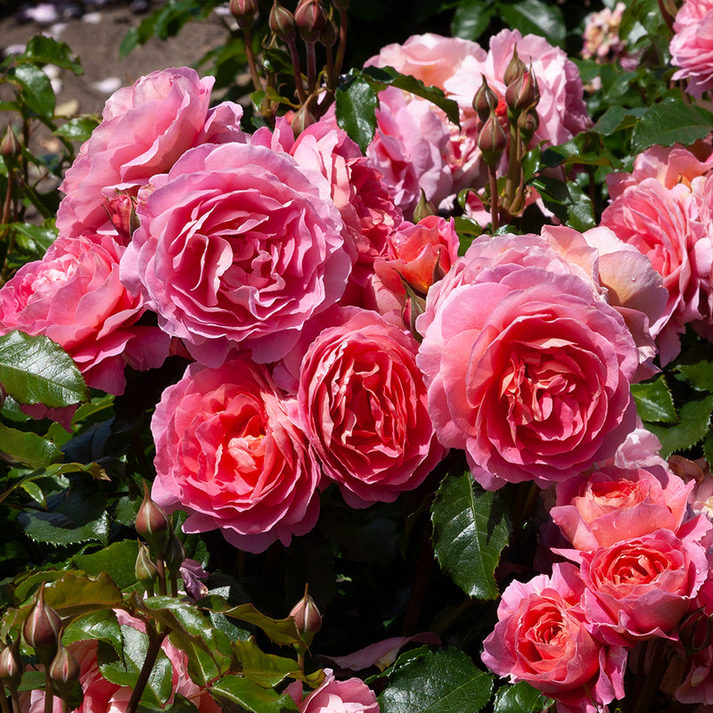 Rose My Daughter