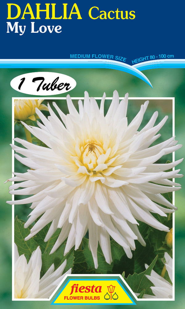 DAHLIA 'My Love'