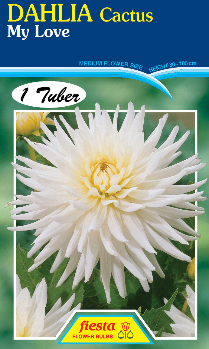 DAHLIA 'My Love'
