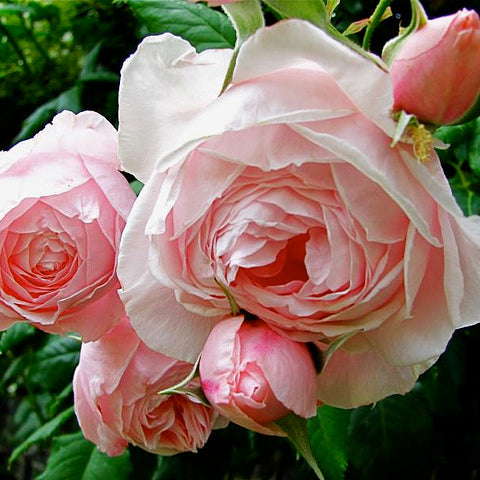 Climbing Rose Nahema