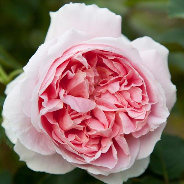 Rose NZ Gardener