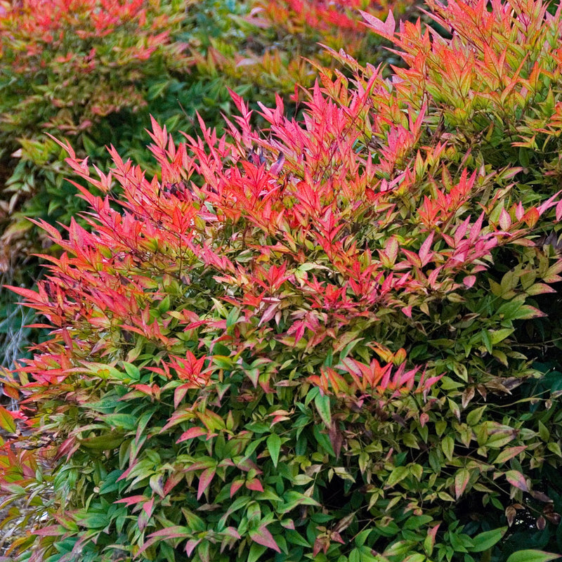 Nandina Gulfstream