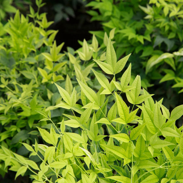 Nandina Lemon ‘n Lime