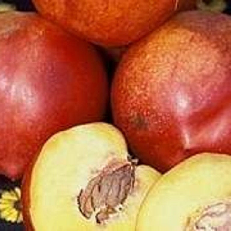 Nectarine 'Nectar Babe'