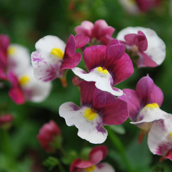 Nemesia 'Raspberries & Cream' 9cm