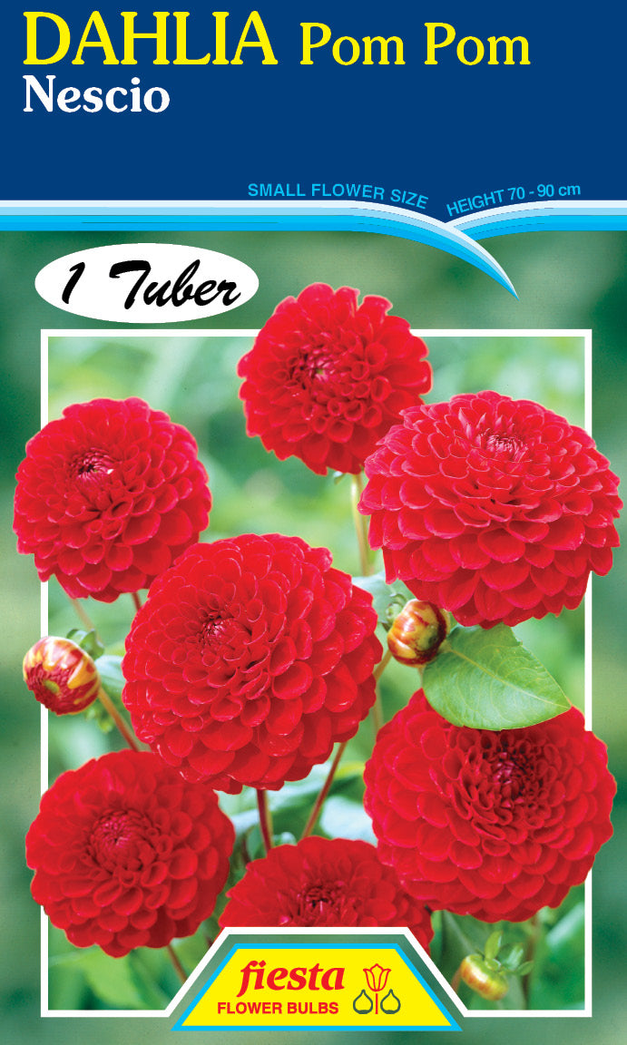 DAHLIA 'Nescio'
