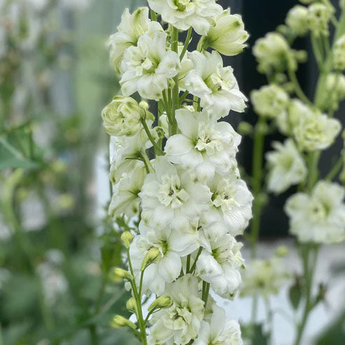 Delphinium New Dawn