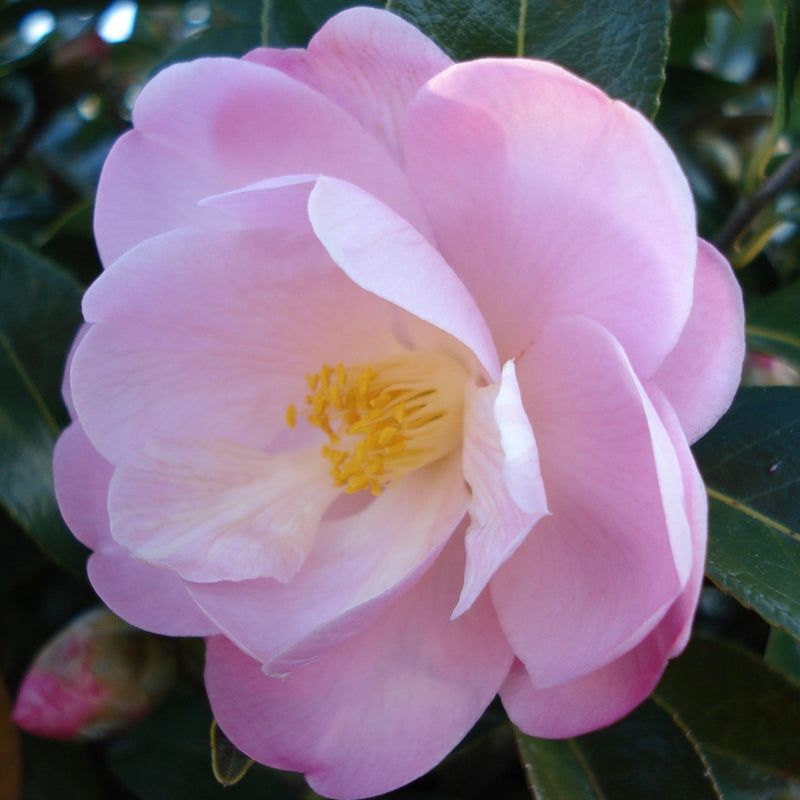 Camellia Nicky Crisp