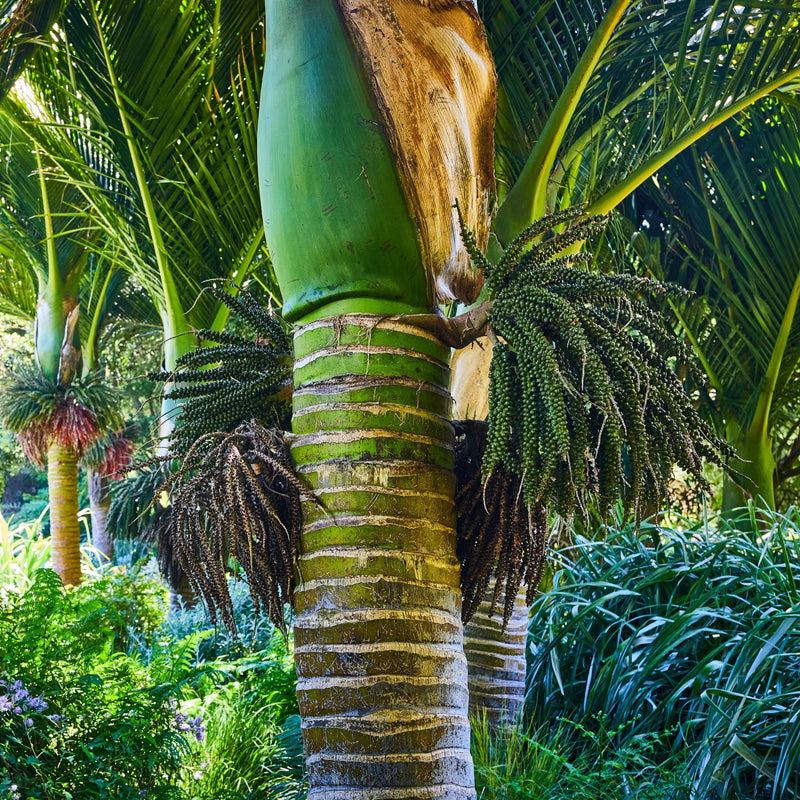 Rhopalostylis sapida (Nikau Palm)
