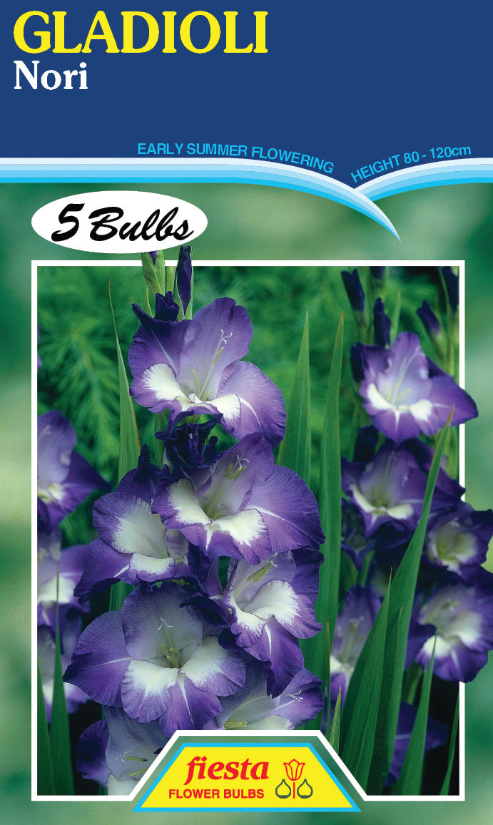 Gladioli 'Nori'