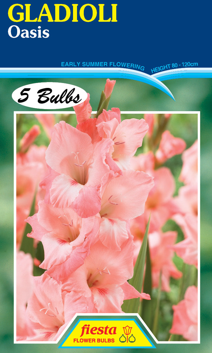 Gladioli 'Oasis'