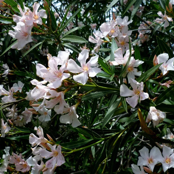 Nerium Oleander Madonna