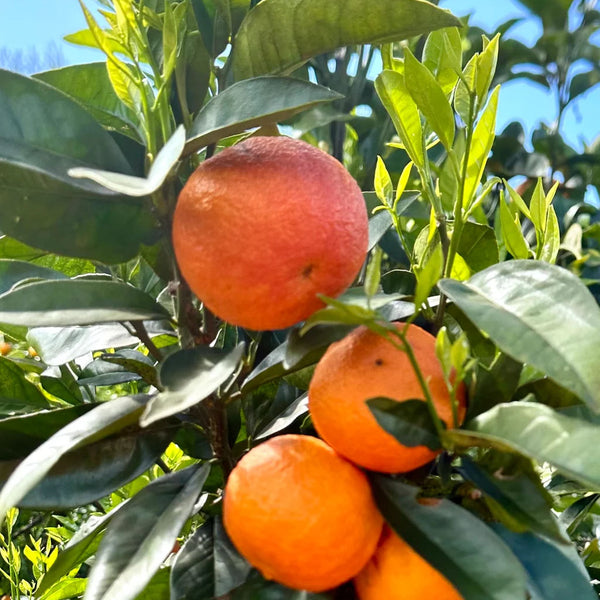 Orange Blood