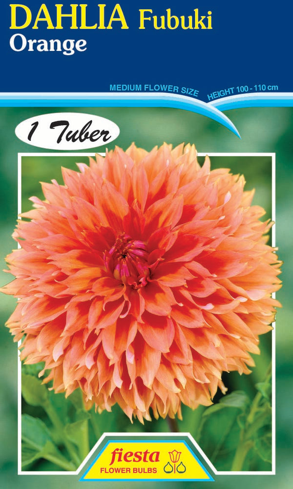 DAHLIA 'Orange Fubuki'
