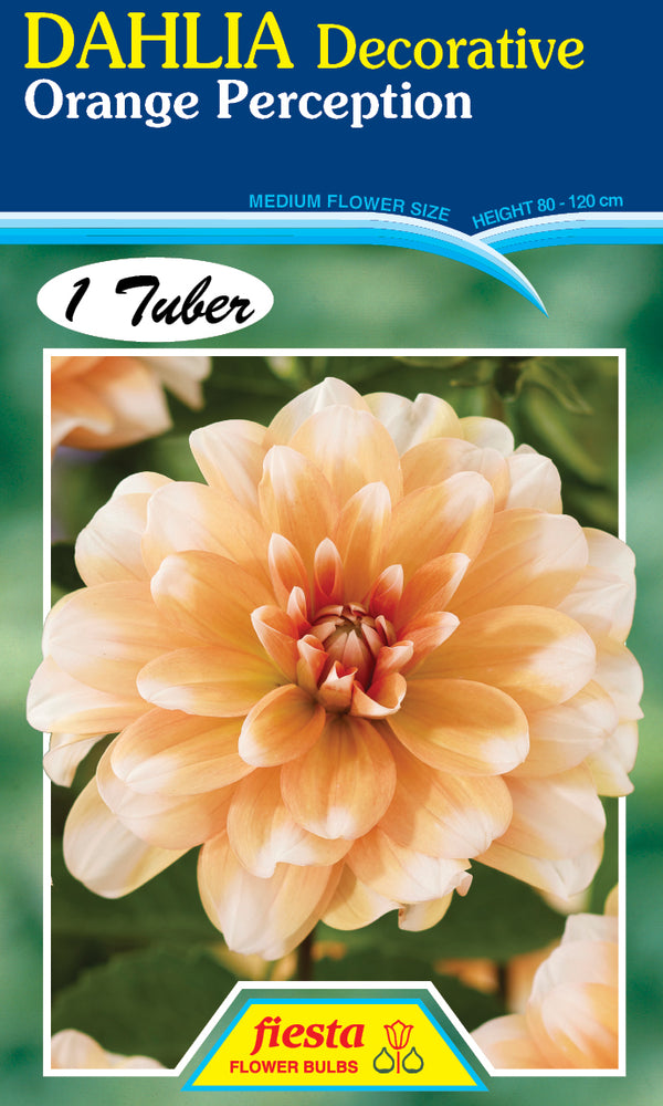 DAHLIA 'Orange Perception'