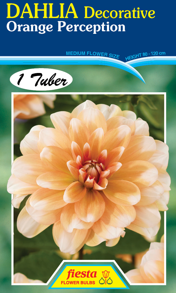 DAHLIA 'Orange Perception'