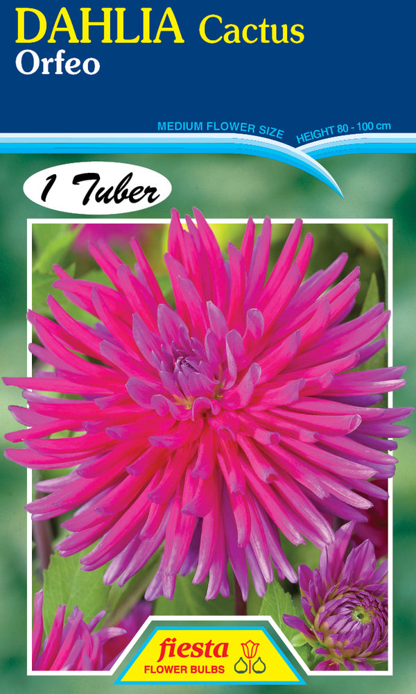 DAHLIA 'Orfeo'