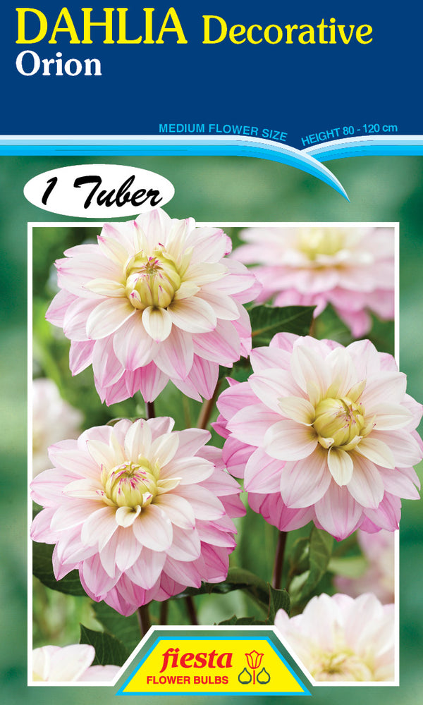 DAHLIA 'Orion'