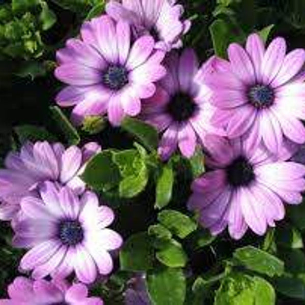 Osteospermum Daydream