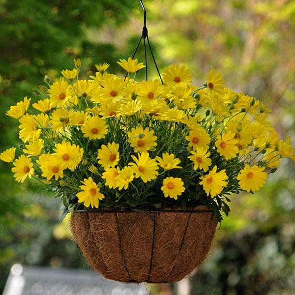 Osteospermum Voltage