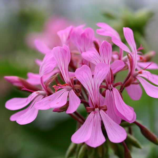 Pac Geraniums 14/15cm