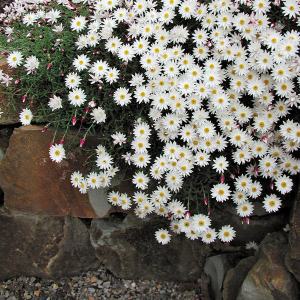 Heliantheum Paper Cascade