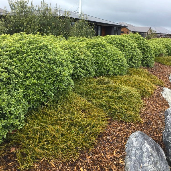 Pittosporum Pom Pom