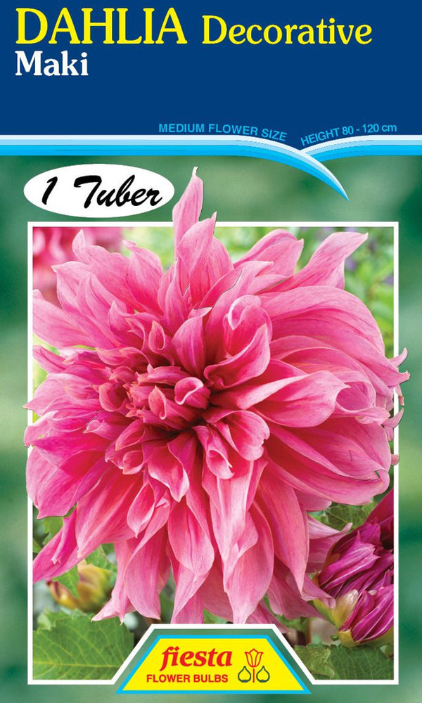 DAHLIA 'Maki'