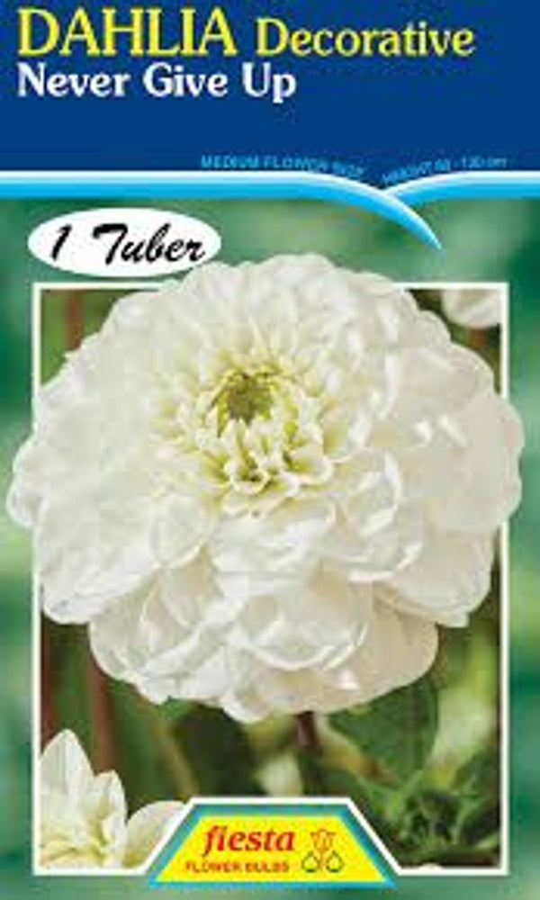 DAHLIA 'Never Give Up'