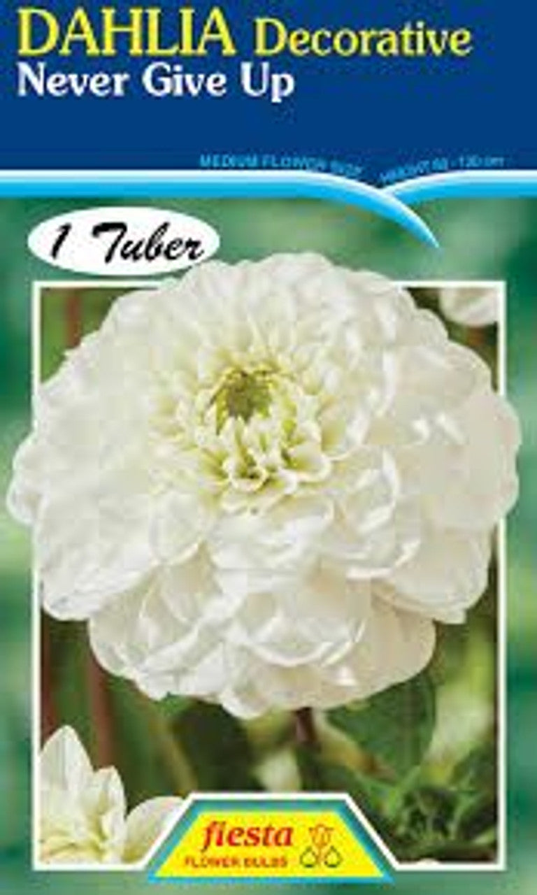 DAHLIA 'Never Give Up'