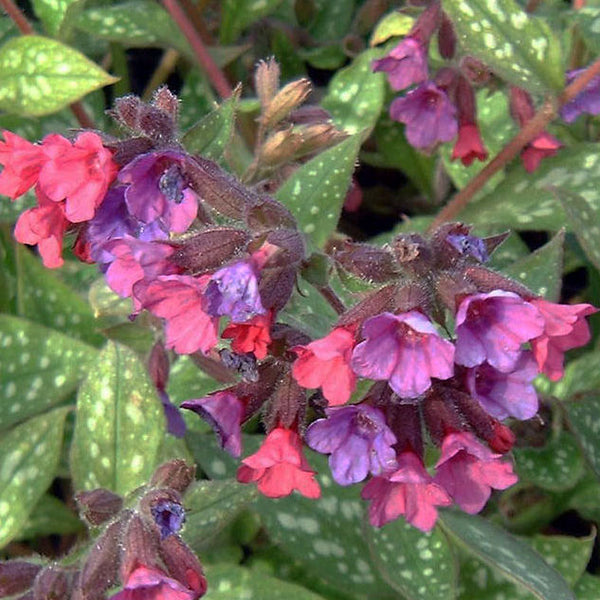 Pulmonaria saccharata 'Leopard'