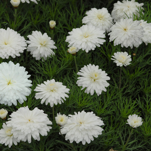 Federation Daisy Purity