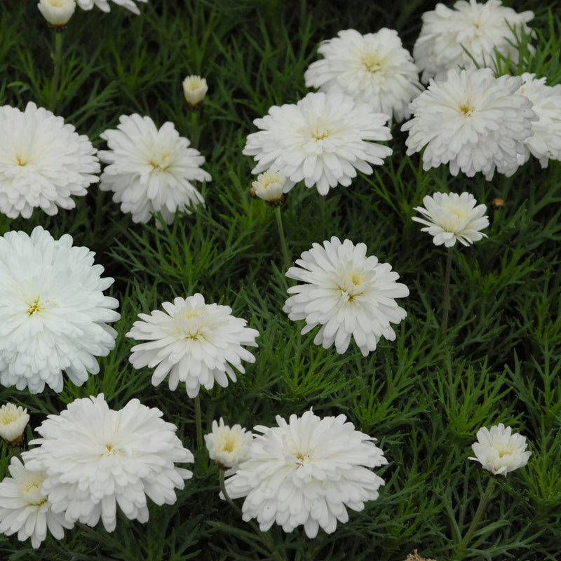 Federation Daisy Purity