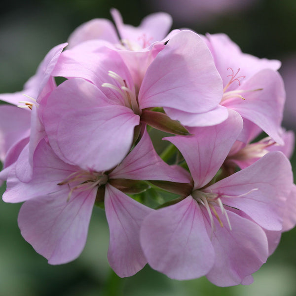 Pac Ivy Geraniums 14/15cm