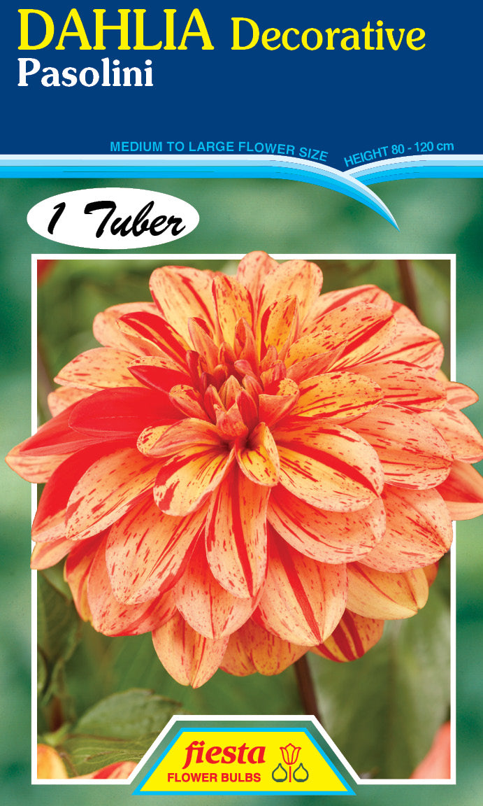 DAHLIA 'Pasolini'