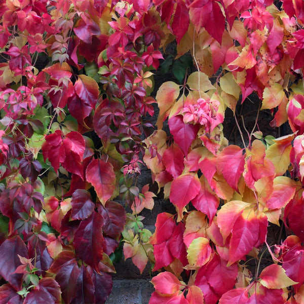 Pathenocissus Henryana